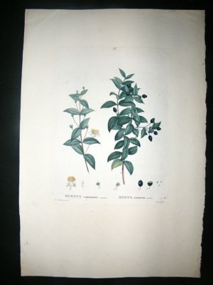 Redoute: 1801 Folio Botanical Print. Myrtus. Hand Col