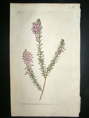Botanical Print 1787 Herbaceous Heath #11, Curtis hand
