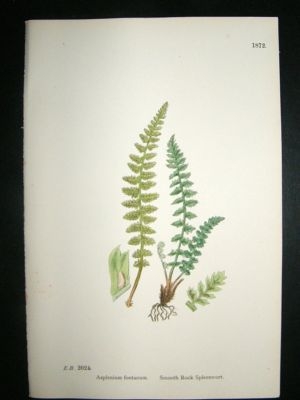 Botanical Print 1899 Smooth Rock Spleenwort Fern, Sower