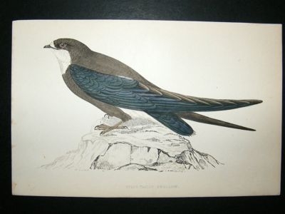 Bird Print: 1867 Spine-Tailed Swallow, Morris, hand coloured