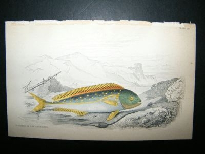 Jardine: C1840 Dolphin of the Ancients