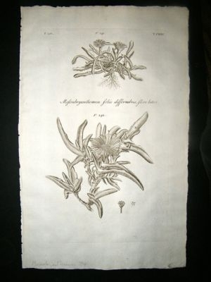 Dillenius 1774 Folio Botanical Print. Mesembryanthemum 194