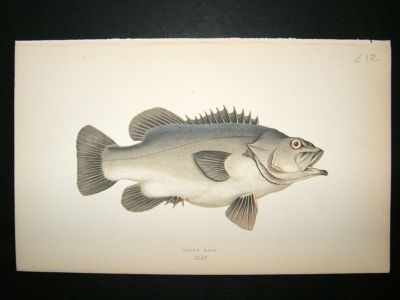 Fish Print: 1869 Stone Bass, Couch