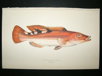 Fish Print: 1869 Three-Spotted Wrass, Couch