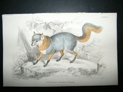 Jardine: 1854 Tricoloured Fox, Hand Col Print
