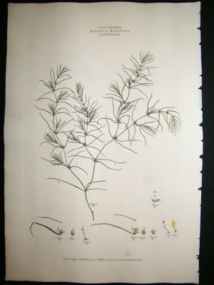 Miller: 1770's Zanichellia, Folio hand col botanical pr