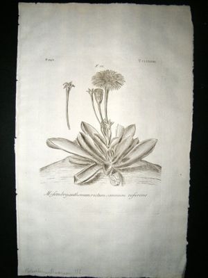 Dillenius 1774 Folio Botanical Print. Mesembryanthemum 188