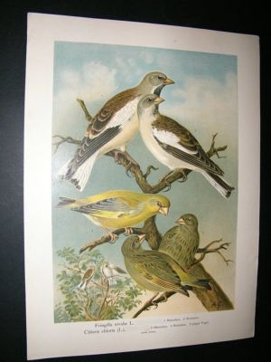 Bird Print: 1890's Brambling Finches, Folio