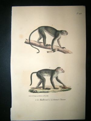 Buffon: 1830 Hand Coloured Print. Monkeys Plate 428.