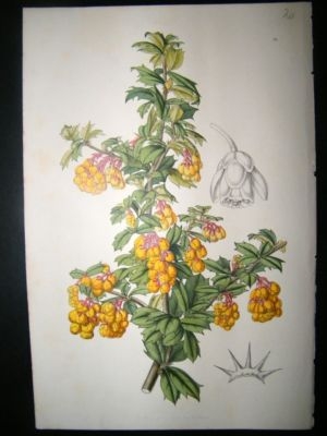 Botanical Print: C1850 Van Houtteano, Antique