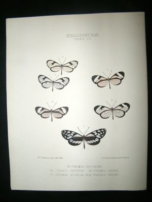 Hewitson C1860 Hand Col Butterfly Print. Ithomia Victor