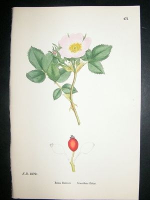 Botanical Print 1899 Scentless Briar Rose, Sowerby Hand