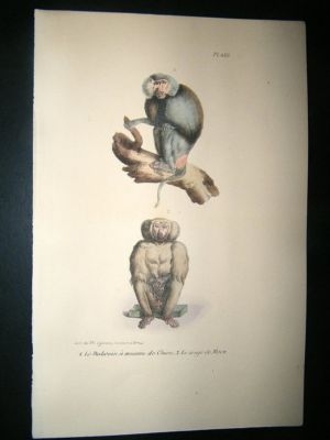 Buffon: 1830 Hand Coloured Print. Baboon with Dog Muzzl