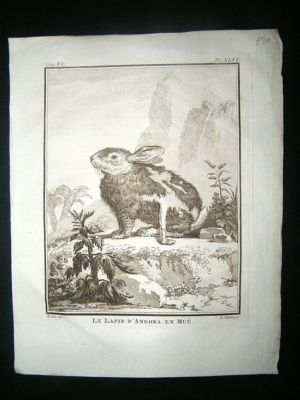 Buffon: C1770 Rabbit of Angora, Antique Print