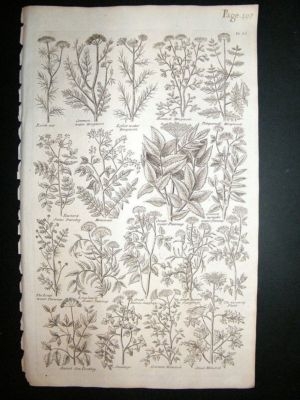 Hill: 1758 Parsnip, Parsley, Folio Botanical