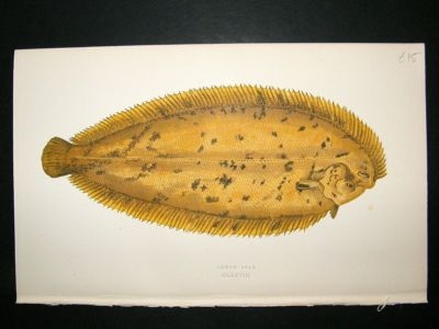 Fish Print: 1869 Lemon Sole, Couch