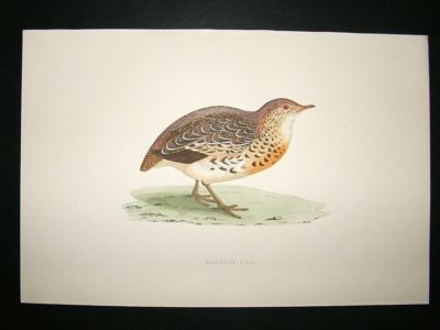 Bird Print: 1891 Andalusian Quail, Morris, hand coloured