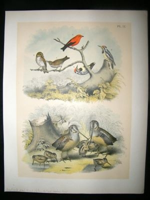 Studer 1881 Folio Bird Print. Woodcock, Wood Thrush, Yellow Bellied Woodpecker