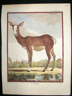 Buffon: C1770 Doe Deer, Hand Colored Antique Print