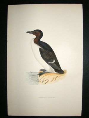 Bird Print: 1891 Brunnich's Guillemot, Morris, hand coloured