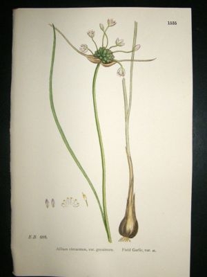 Botanical Print 1899 Field Garlic Variety a, Sowerby Ha