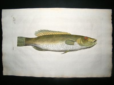 Willughby & Ray 1686 Folio Hand Col Fish Print. Verdona Salv.