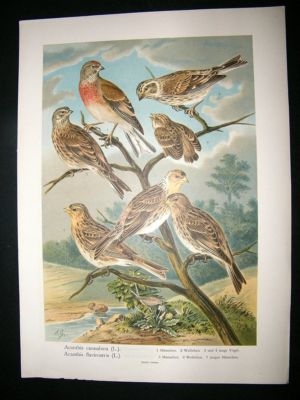 Bird Print: 1890's Redpolls, Folio