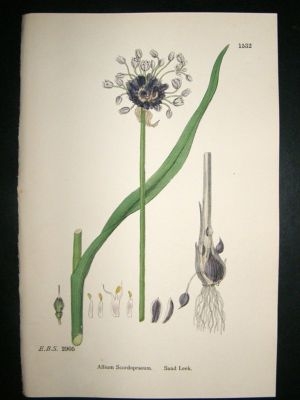 Botanical Print 1899 Sand Leek, Sowerby Hand Col #1532