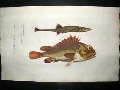Willughby & Ray 1686 Folio Hand Col Fish Print. Scorpaena Salvian