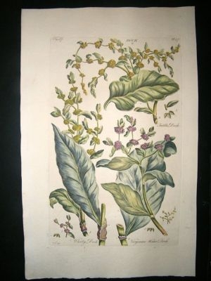 Hill:C1760 Folio Botanical.  Dock. Fine Hand Coloured.