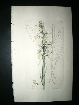 Botanical Print: 1791 Butterfly Orchis Orchid #22, Sowe