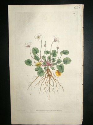 Botanical Print 1787 Dwarf Geranium #18, Curtis hand co