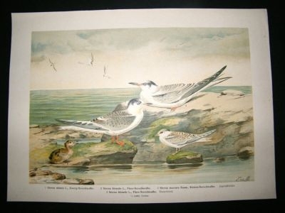 Bird Print: 1890's Terns, Folio