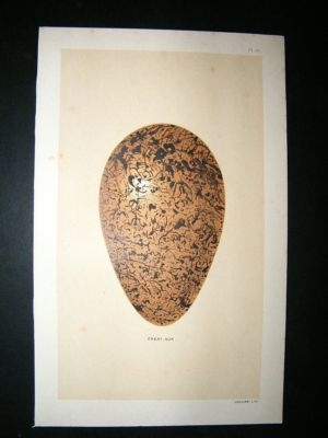 Seebohm 1896 Antique Bird Egg Print. Great Auk