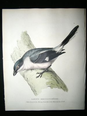 Swainson 1831 American Grey Shrike, Hand Col Bird Print