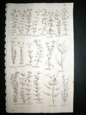 Hill: 1758 St.John's Woort, Folio Botanical