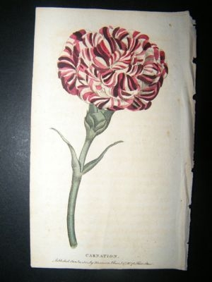Botanical Print: 1800 Carnation, Hand Coloured