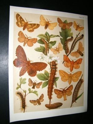 Kirby 1907 Lasiocampidae Eggars Moths 28. Antique Print