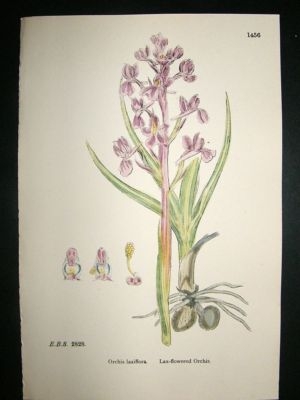 Botanical Print 1899 Lax Flowered Orchis Orchid, Sowerb