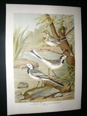 Bird Print: 1890's White Wagtail, Folio