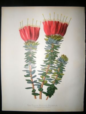 Botanical Print: 1882 Close Headed Bejaria