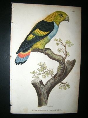 Shaw: 1811 Hand Col Bird, Black-winged Parrakeet.