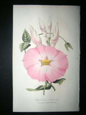 Botanical Print: 1845 Dipladenia Crassinoda, Orchid HC