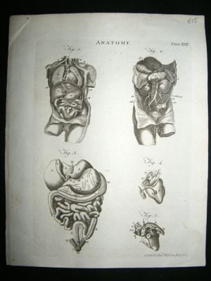 Anatomy Print: C1875 Copper Plate, Antique Print