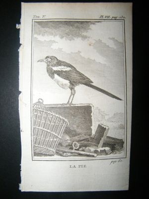Bird Print: 1775 Magpie, Buffon Copper Plate