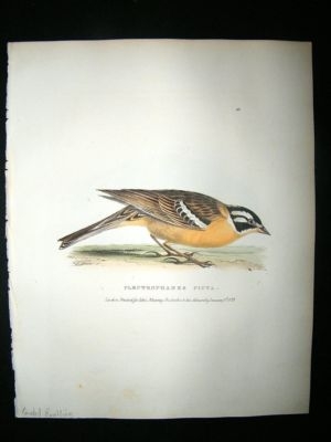 Swainson 1831 Painted Buntling Hand Col Bird Print