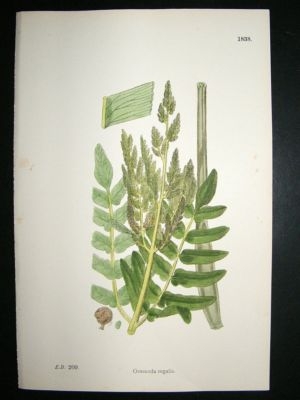 Botanical Print 1899 Osmunda Regalis Fern, Sowerby Hand