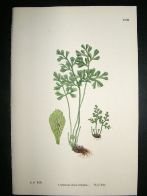 Botanical Print 1899 Wall Rue Fern, Sowerby Hand Col #1