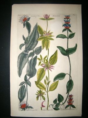 Hill: C1760 Folio Botanical. Tea. Hand Coloured