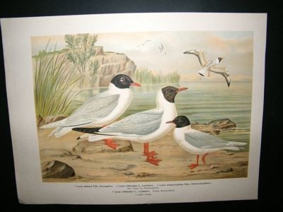 Bird Print: 1890's Gulls, Folio